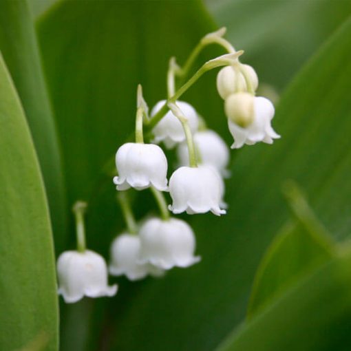 Home - Garden Party Flowers